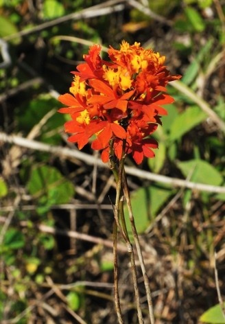 Epidendrum fulgens<br />Foto José Tabacow 