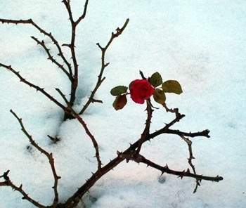 Flor<br />Foto Gisela Barcellos de Souza 