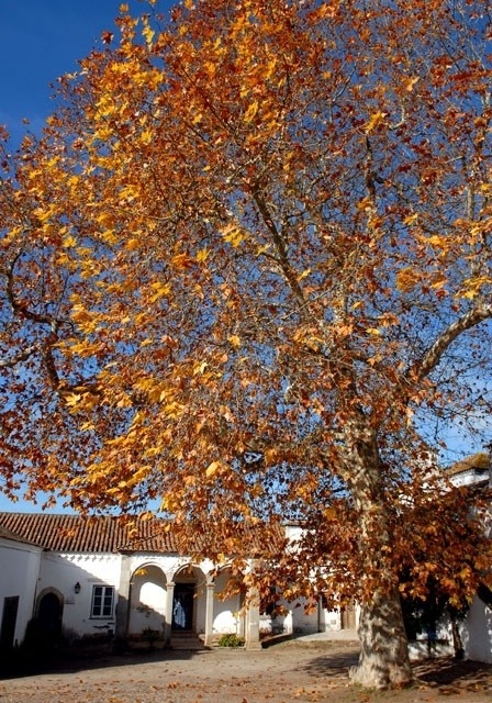 Núcleo de Mitra, Univ. de Évora<br />Foto Junancy Wanderley 