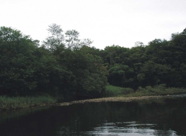 Bertioga, trilha Rio Itapanhaú<br />Foto Denise Fernandes Geribello, mar. 2003 