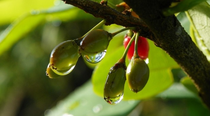 Estrada da Laranja Azeda, Atibaia SP<br />Foto Adriano de Carvalho Capeto 