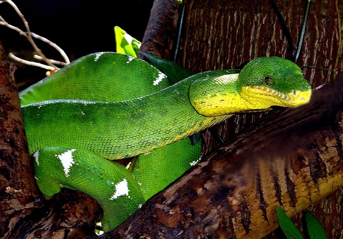 Cobra-papagaio [Foto Glória Jafet / Zôo SP]