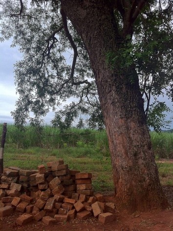Sítio Laranjal, área rural, Araraquara<br />Foto Abilio Guerra 