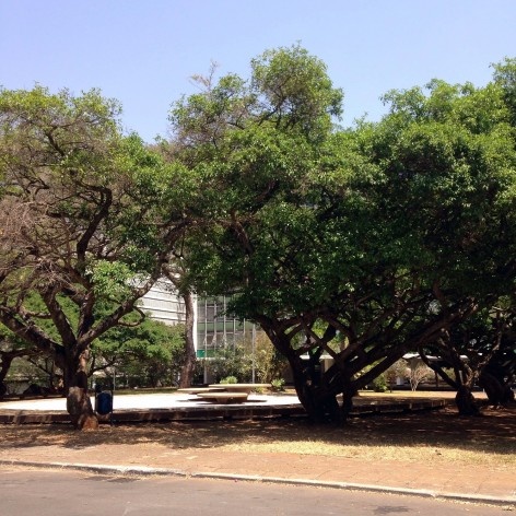 Paisagismo da 308 Sul. Paisagista Roberto Burle Marx<br />Foto Luiza Campos 
