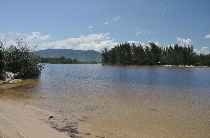Grupo de casuarinas (Casuarina sp.) na laguna da Garopaba<br />Foto José Tabacow 