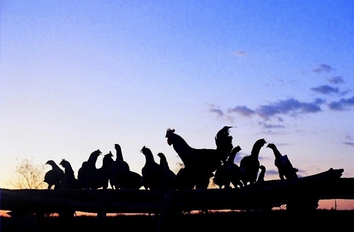 Ceará. Gailinhas caipiras no poleiro noturno<br />Foto José Albano 