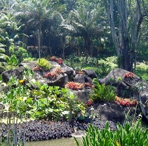  Sítio Roberto Burle Marx, Rio de Janeiro [Foto Eduardo Barra]