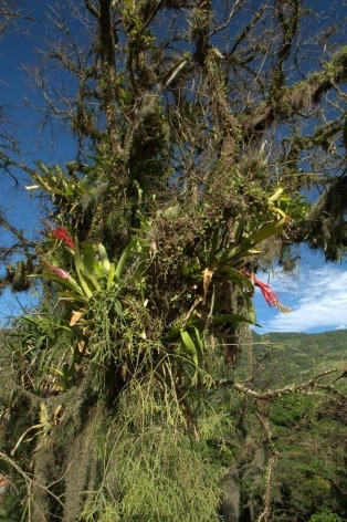 Aechmea sp., Rhipasalis sp. e Tillandsia usneoides, epífitas às margens da lagoa do Siriú, Garopaba SC<br />Foto José Tabacow 