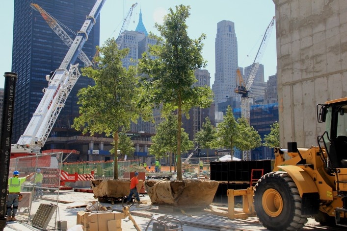 Oak trees arriving<br />Davis Brody Bond 