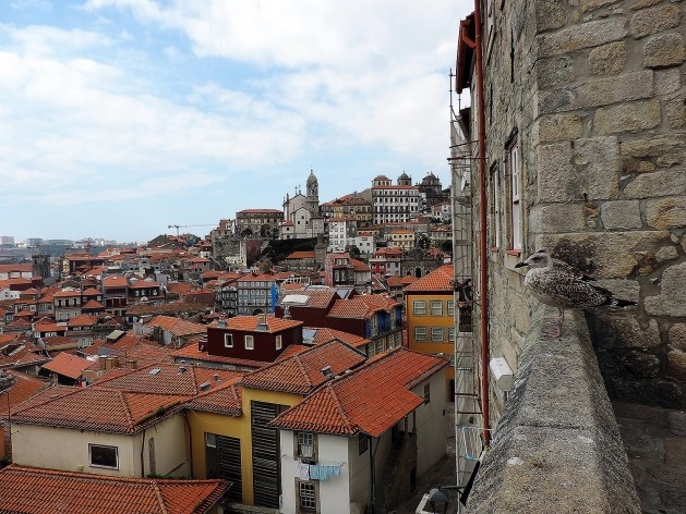 Porto, Edifícios reabilitados pelo CRUARB/CH no Morro da Sé, vista do Largo Dr. Pedro Vitorino, onde a constante presença das gaivotas reforça o protagonismo do Douro na área<br />Foto Andréa da Rosa Sampaio, 2015 