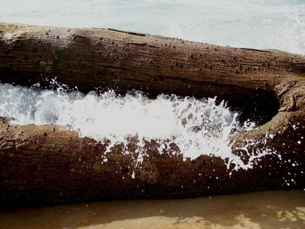 Praia da Joaquina, Florianópolis, março de 2011<br />Foto Gisela Barcellos de Souza 