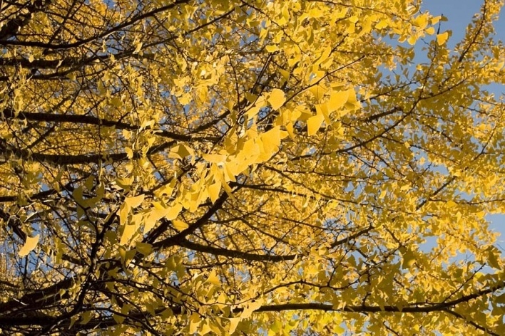 Ginko, Nogueira do Japão, Santuário Hie<br />Foto Tom Boechat/Usina de Imagem 