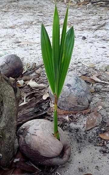 Ceará. Coco germinando<br />Foto José Albano 