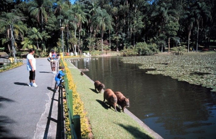 Capivaras no Horto Florestal, São Paulo<br />Foto Clayton Lino 