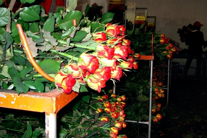 São Benedito, produção de rosas<br />Foto Natália Cheung 