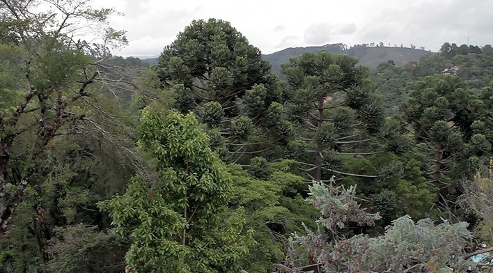 Paisagem de Monte Verde<br />Foto Helena Guerra 