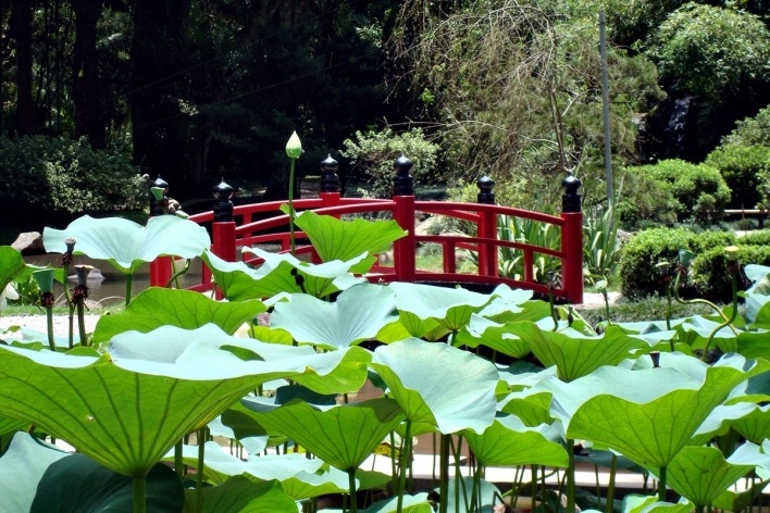 Folhas e botões de lótus e ponte japonesa