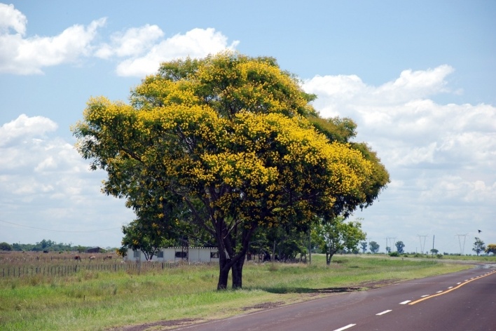 Argentina Peltophorum dubium na fronteira com o Brasil<br />Foto José Tabacow 