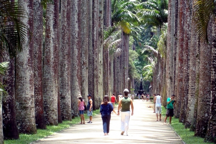 Aléia de palmeiras imperiais