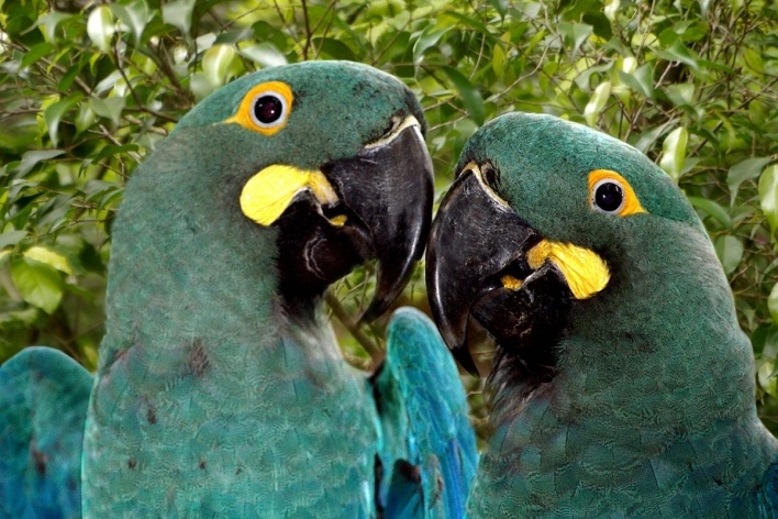 Arara-de-lear [Foto Glória Jafet / Zôo SP]