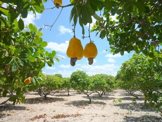 Barreiras, Ceará. Plantação de Cajú<br />Foto José Albano 