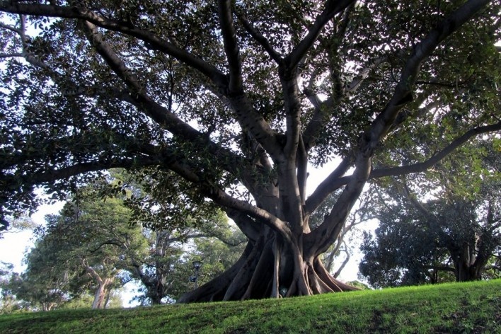 Royal Botanic Garden, Sidney<br />Foto Gabriela Celani 