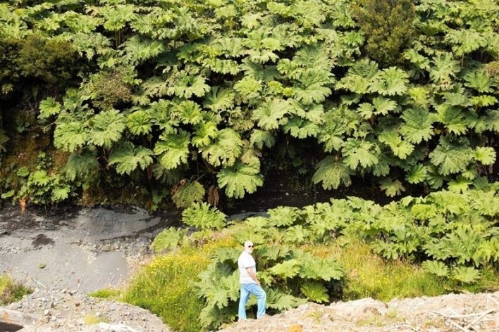 José Tabacow ao lado de um grupo de Gunera manicata na Carretera Austral, Chile<br />Foto Diana Souza 