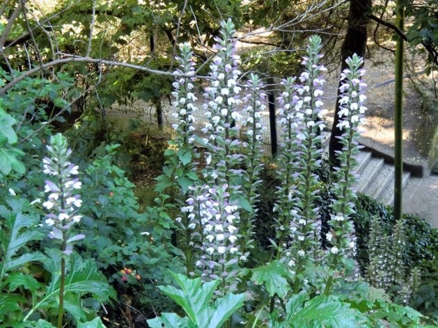 Acanthus mollis em flor, Roma, Julho 2013<br />Foto Christiane Lisboa 