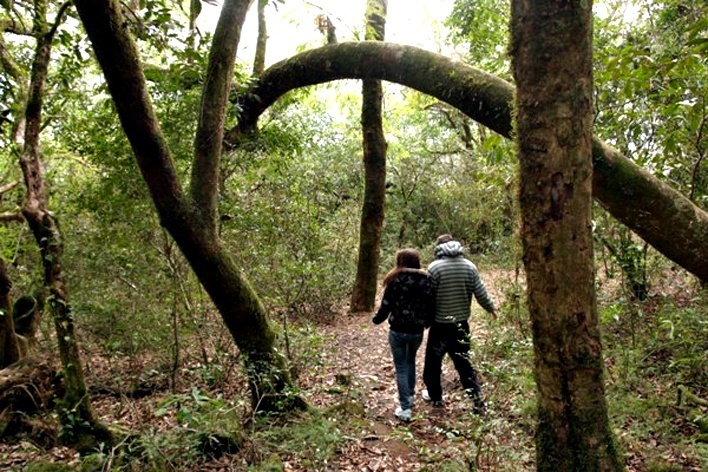 Trilha que leva ao salto<br />Foto Juliana Falchetti 