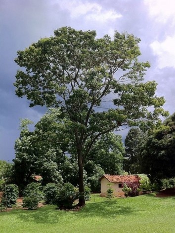 Sítio Laranjal, área rural, Araraquara<br />Foto Abilio Guerra 