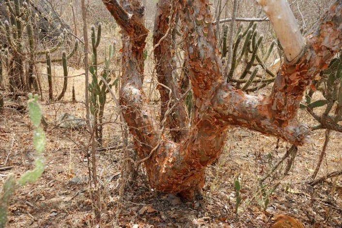 Foto 10 - A imburana, da família das burseráceas, a mesma da mirra que os reis magos levaram como presente pela resina aromática, no nascimento de Jesus Cristo