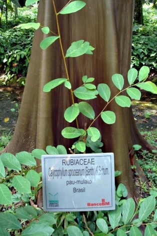 Tronco do pau mulato