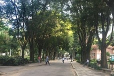 Calçadas, vegetação e controle térmico