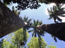 De bica a Parque Zoobotânico Arruda Câmara