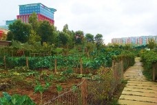 Hortas urbanas e paisagem