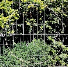 Mitos e verdades sobre o Parque Augusta