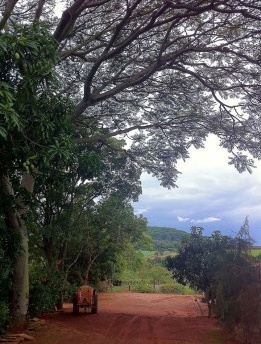 A terra, o mato e o trilho