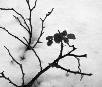 O turismo é uma flor do mal