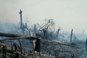Desmatamento por queimada.  [World Rainforest Movement]