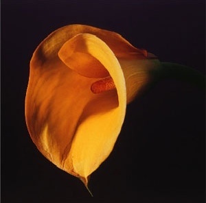 Figura 08 – Lírio Calla, 1987, de Robert Mapplethorpe [The Robert Mapplethorpe Foundation]