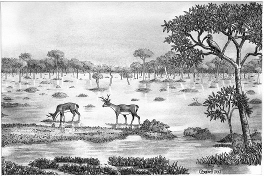 Paratudal na Região de Aquidauana, Pantanal<br />Desenho Orlando Graeff 