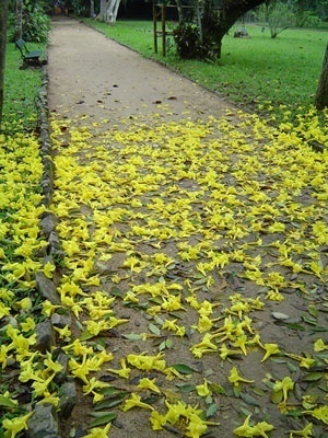 Fig. 9: Floração Tabebuia sp<br />Foto Ana Rosa de Oliveira 
