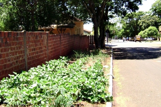 Cultivo de hortaliças em uma calçada de Munhoz de Mello/PR [Acervo das autoras, 2009]