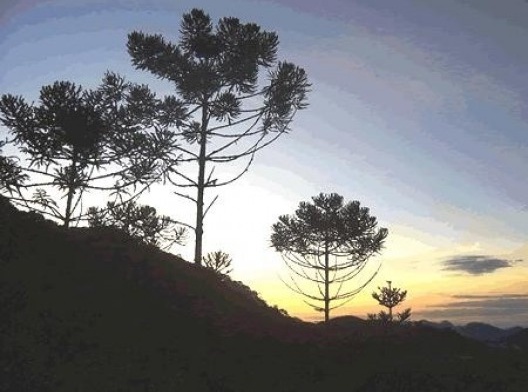 Eco das folhas<br />Foto Johan Jacob Steinmann  [Wikimedia Commons]