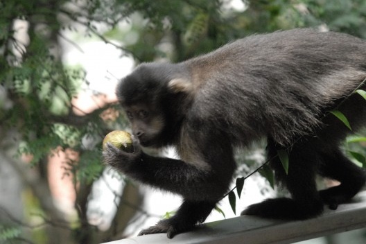 A monkey in our balcony with an onion<br />Foto Alex Herzog 