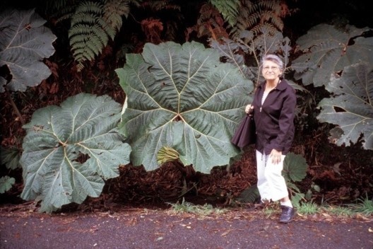 Rosa Grena Kliass<br />Foto divulgação 