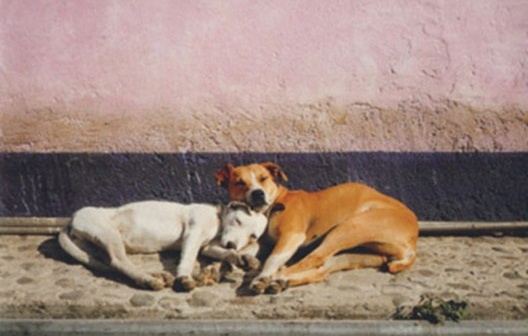 Francis Alÿs. Dormientes, 1999- <br />Francis Alÿs © Francis Alÿs 