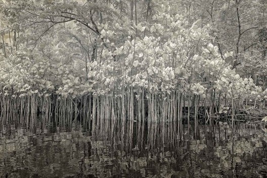 Hiléia, exposição de fotografias na Galeria Rabieh<br />Foto Antonio Saggese 