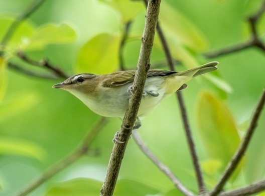 Juruviara (<i>Vireo olivaceus</i>), migratory bird<br />Foto/photo Rhododendrites  [Creative Commons]