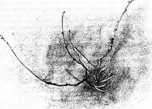 "Desenho de galho", John Ruskin.  [Ruskin´s Drawings, Asmolean Museum Oxford, 1997, p. 39]